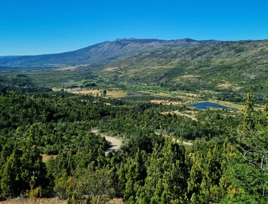 Bosque