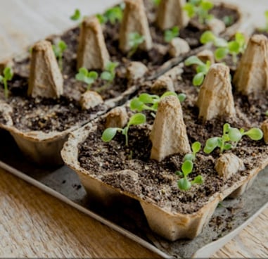 a tray of seedlings with a few small plants