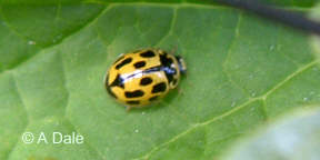 14 spot ladybird