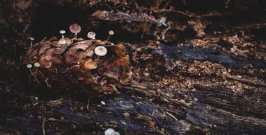 gamtos makro fotografija: grybai ant kankorėžio