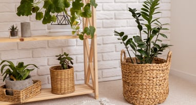 Plantes ornementales