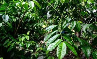 "guayusa tree in the Amazon chakra"