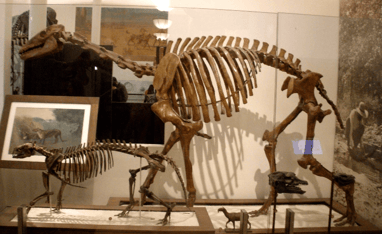 esqueleto de Macrauchenia exposto em um museu