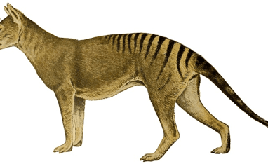 reconstrução realista de um lobo-da-tasmânia