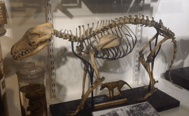 esqueleto de um lobo-da-tasmânia em um museu