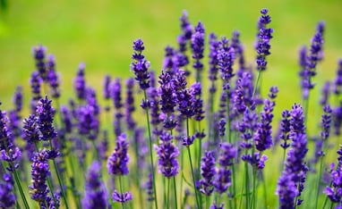 lavanda