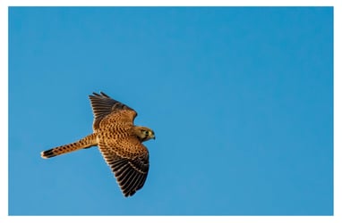 CERNICALO PRIMILLA (FALCO NAUMANNI)