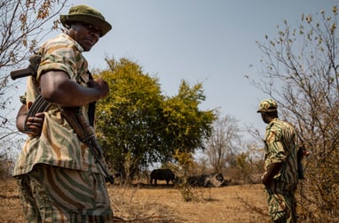 photoreportage-zambie-rhinocerosblanc-garde-armé
