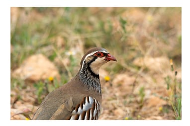 PERDIZ COMÚN (ALECTORIS RUFA)