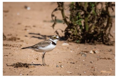 CHORLITEJO CHICO (CHARADIUS DUBIUS)