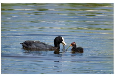 FOCHA COMÚN (FULICA OTRA)