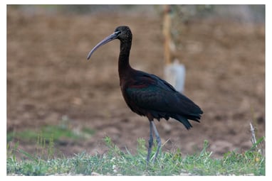 MORITO (PLEGADIS FALCINELLUS)