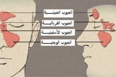 الجيوب الاربعة