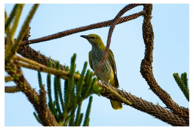 OROPENDOLA (ORIOLUS ORIOLUS)