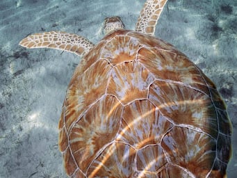 Turtle Nesting Area