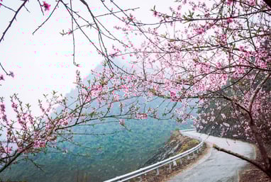 Hoa Tớ Dày, Hoa Đào