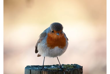 PETIRROJO (ERITHACUS RUBECULA)