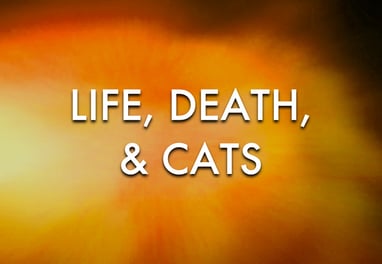 Life Death and Cats