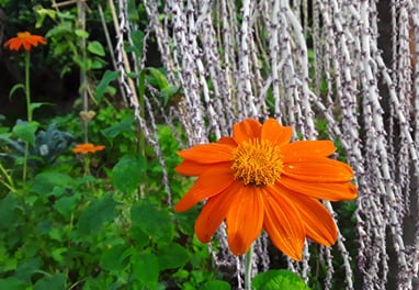 organic garden Faial da Terra