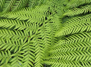 Tree Fern
