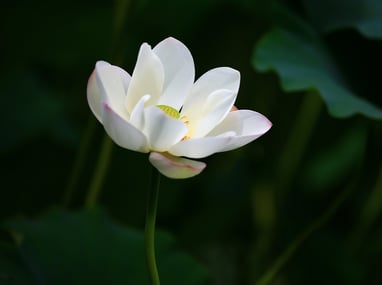 international funding, a white lotus flower