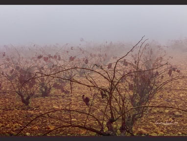 Foto de Encarna Arnal Moreno, en la exposición virtual de la web de AGFOVAL