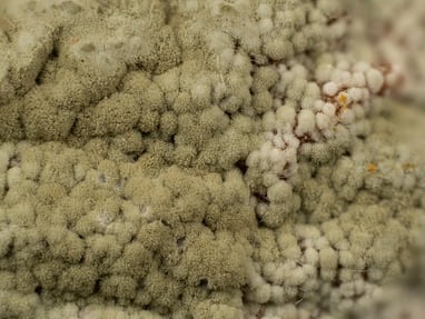 Fotos de Luis Gines - Penicilium
