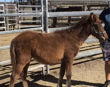 Save Australian Brumbies