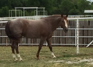 Resident Stallion Lancaster Ranch - Smoking Aces