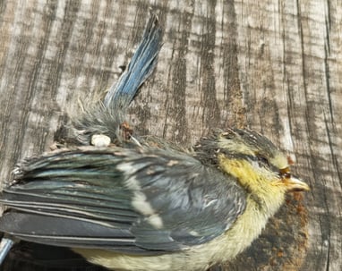 A casualty fledgling blue tit