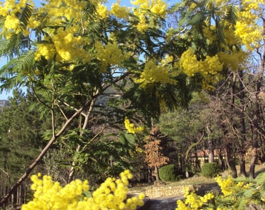 Our garden Mimosa 