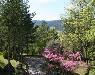 The judas tree in blossom