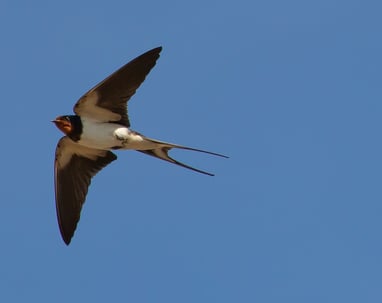 The swallow