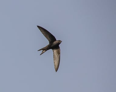 The soaring swift