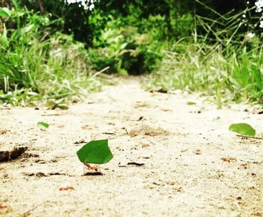 "ant carrying a leaf in the Amazon jungle"