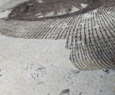 Fossil preparation of a stingray from the Green River Formation