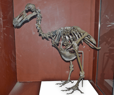 esqueleto de um dodô exposto em um museu