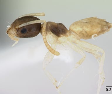 ghost ant