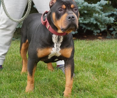 AMERICAN BULLY
