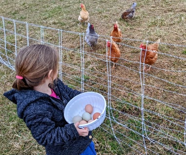 a young girl is holding a bowl of eggs with chickens in the background