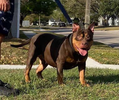XL TRI PITBULL, XL AMERICAN BULLY