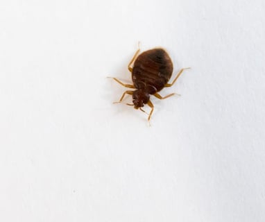 zevo to kill bed bugs