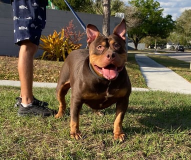 XL PITBULLS, XL AMERICAN BULLIES, TITANIUM KILO KENNELS