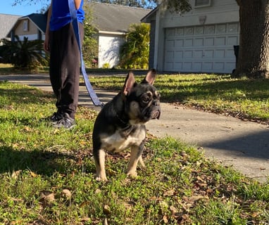 FRENCH BULLDOG, FRENCHIES, TITANIUM KILO KENNELS