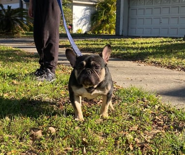 FRECH BULLDOGS, FRENCHIES, TITANIUM KILO KENNELS