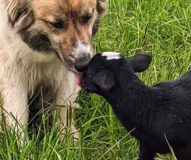 a livestock guardian dog and a licking a black lamb