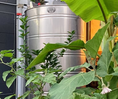 rainwater for irrigation