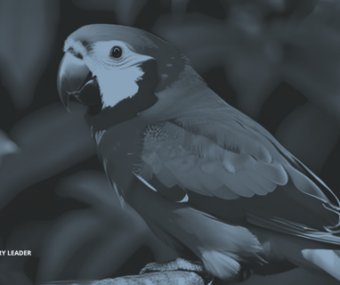 a parrot sitting on a branch of a tree