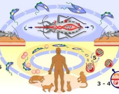 Doença de Chagas