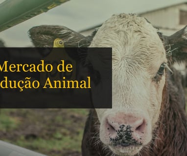 Mercado de Produção Animal